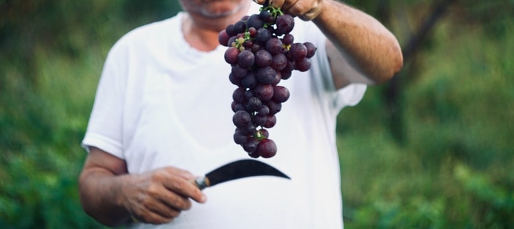 Vendanges