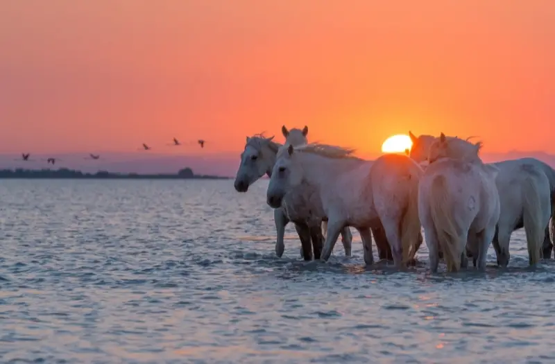 camargue