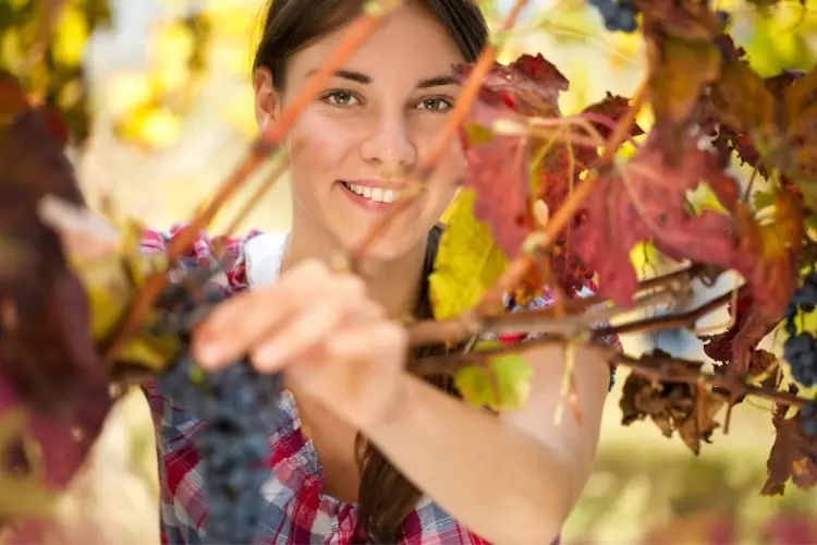 vendanges